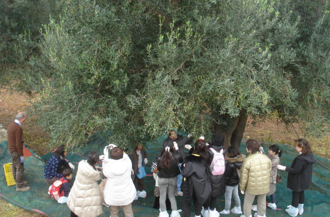 Raccolta delle olive Masseria Salinola